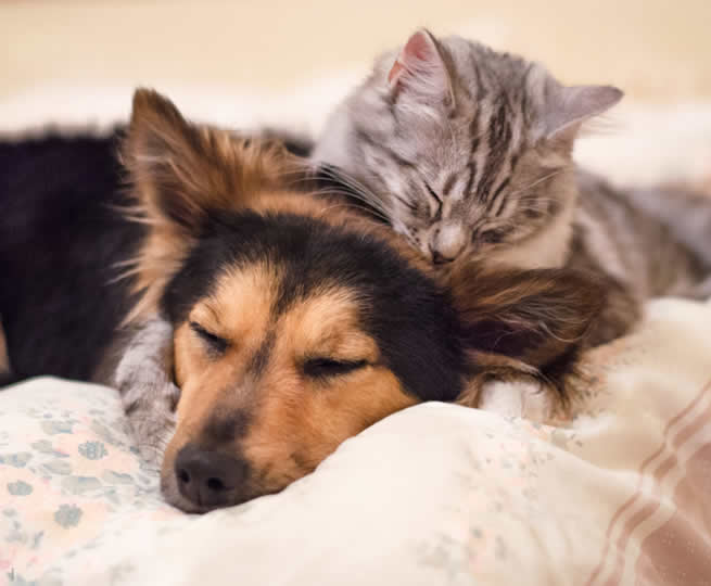 Veterinární klinika OK-VET