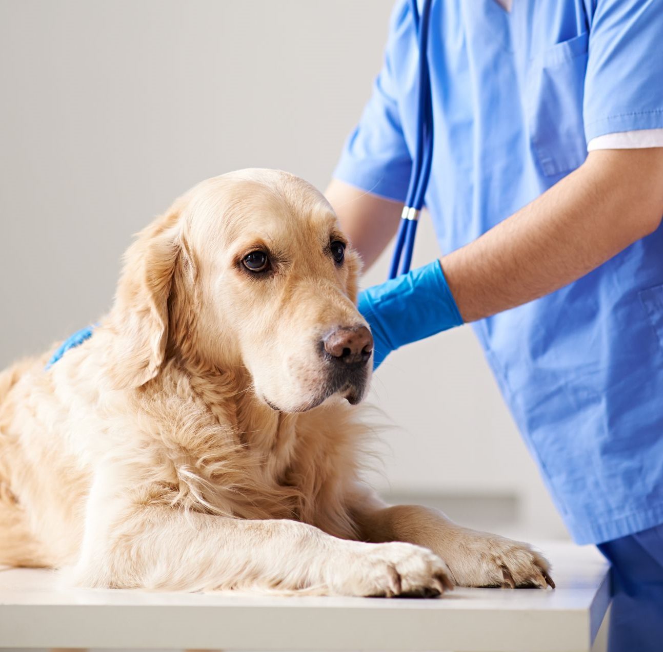 Ceník veterinárních úkonů Ceník veterinárních úkonů